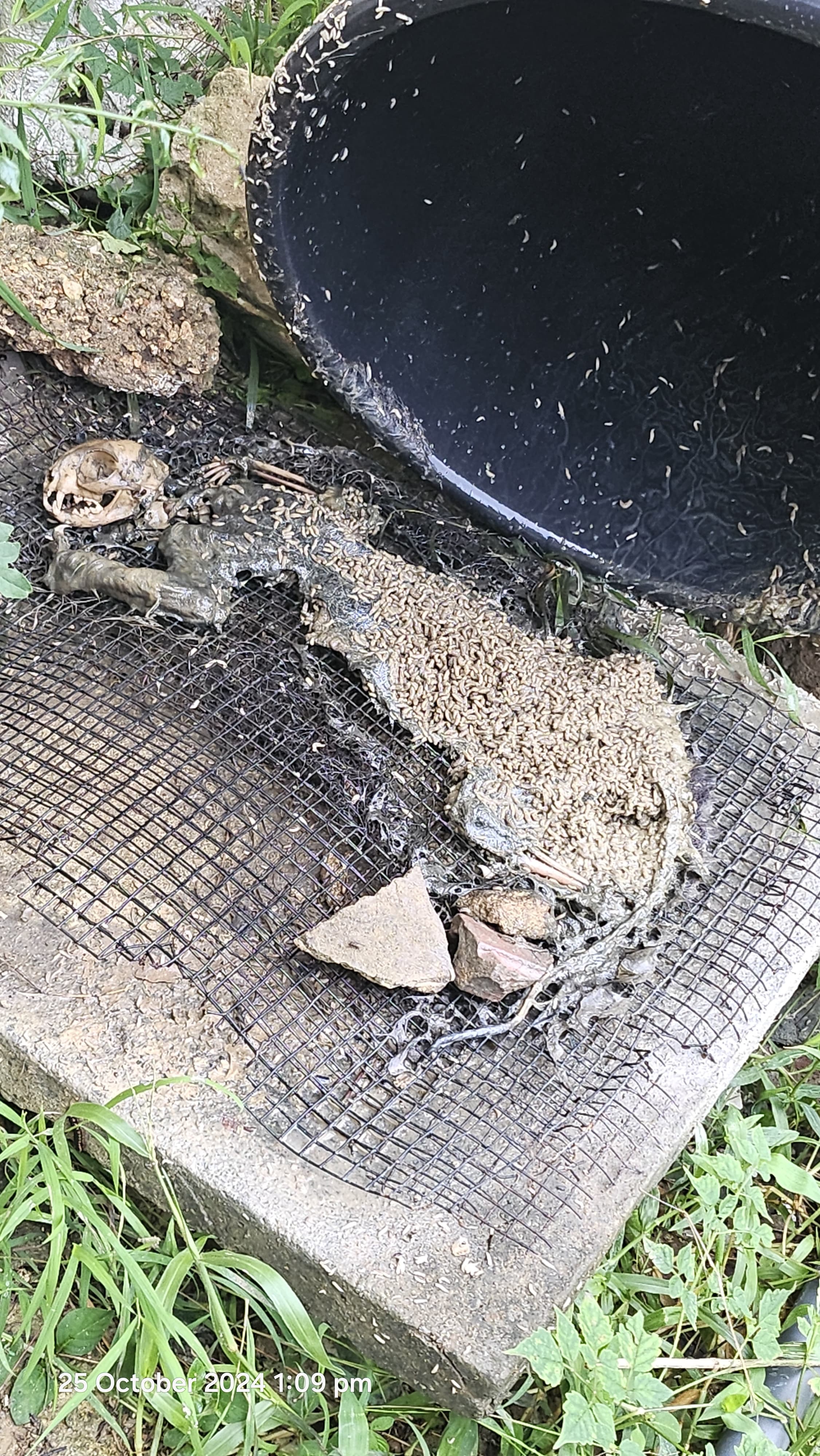 Forensic entomology